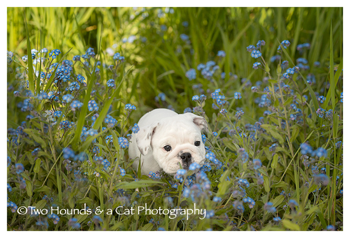 Bulldog puppy in flowers