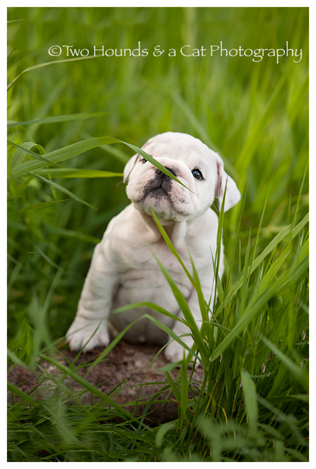 Bulldog sniffing blade of grass