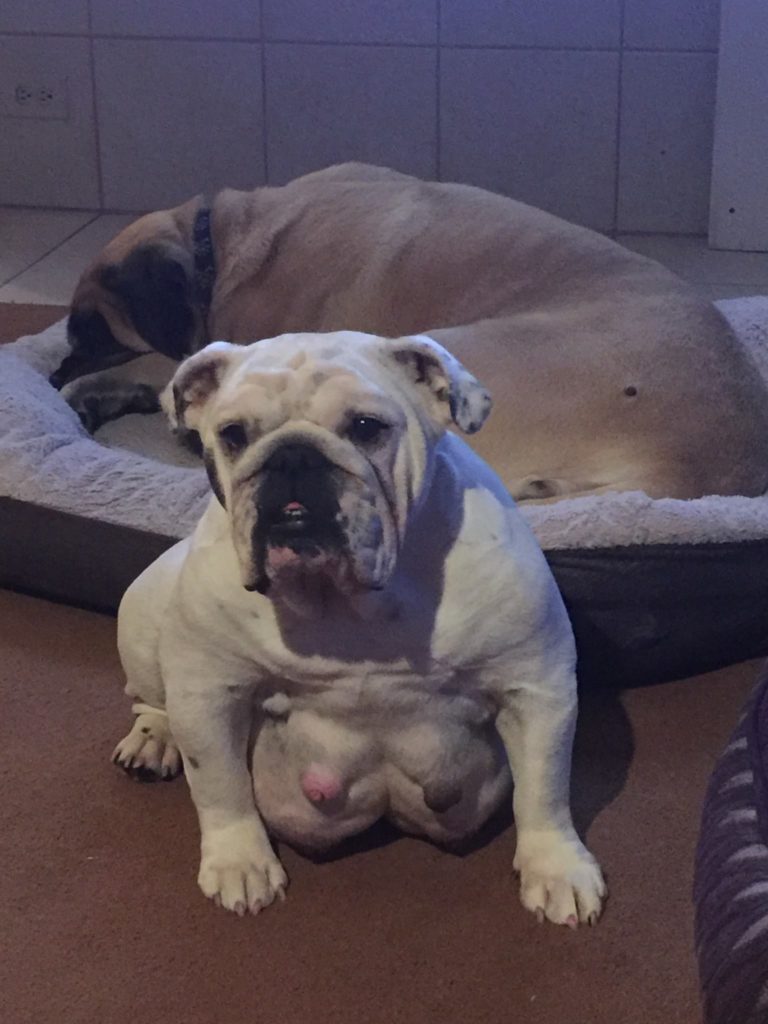 Snow White the Bulldog pregnant with first litter
