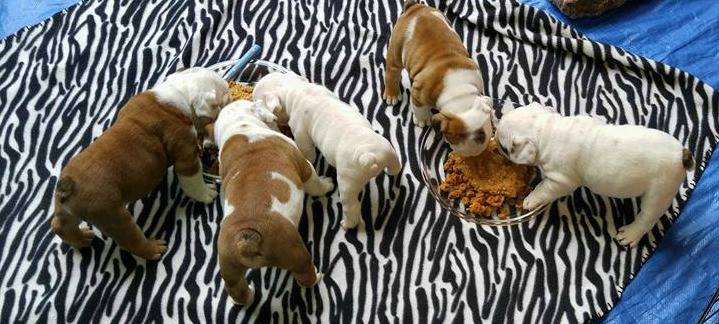 Feeding bulldog puppies