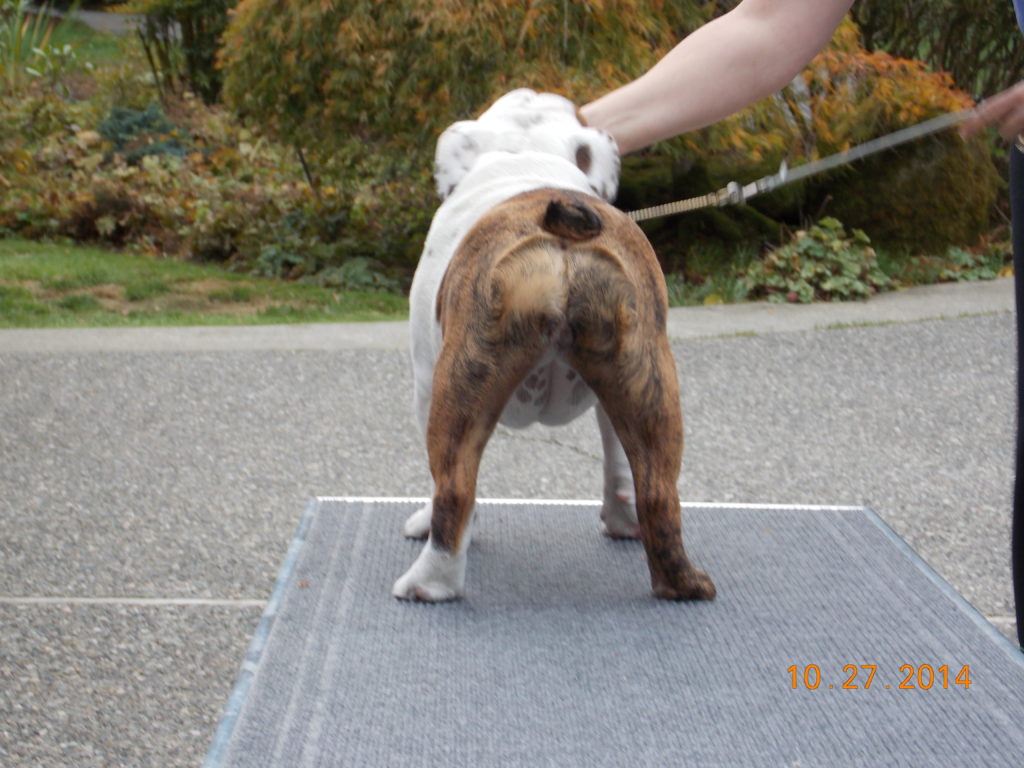 Bulldog showdog standing