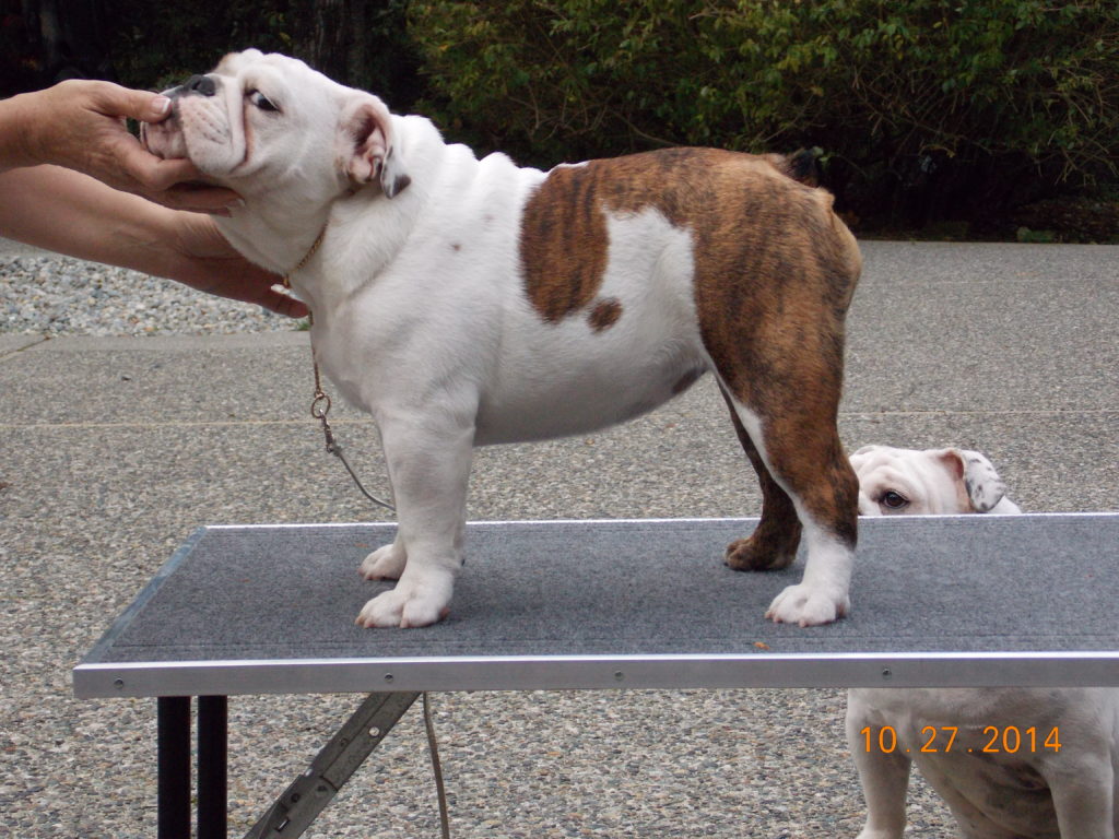 Bulldog showdog photo