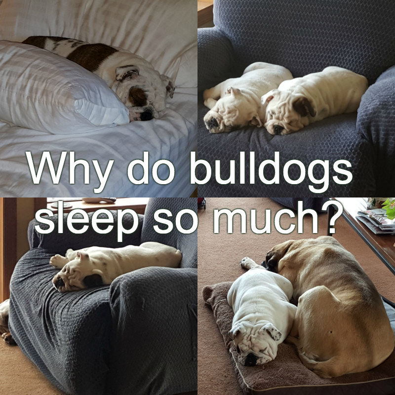 Bulldogs are always sleeping