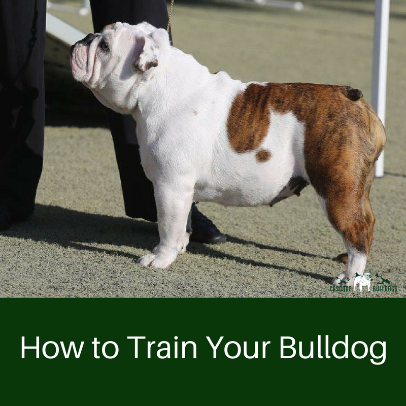 Bulldog training