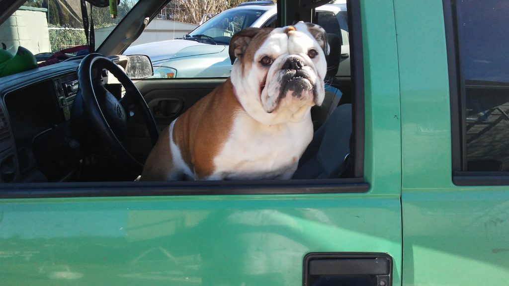Bernice the Bulldog sitting in the car