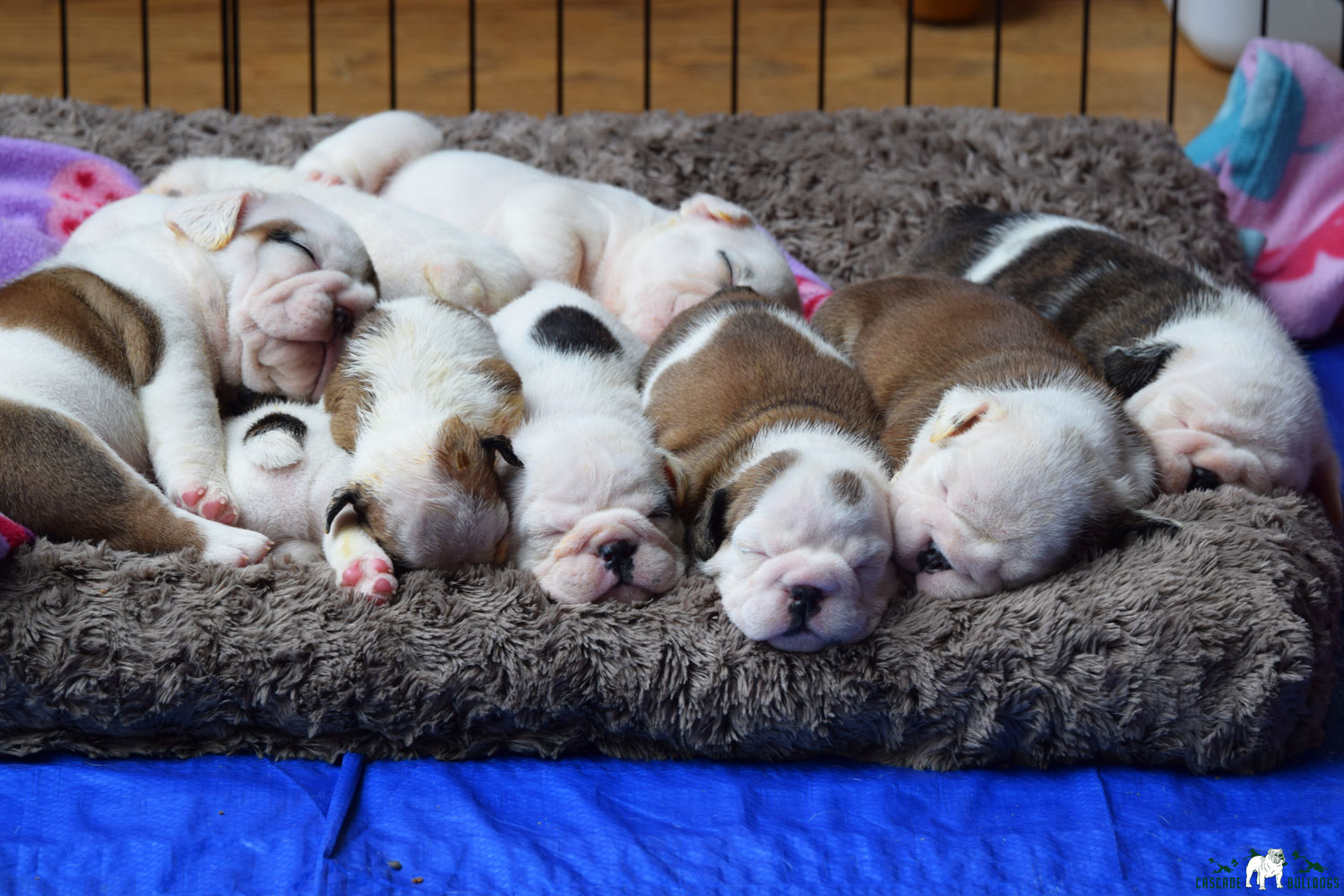 Snow White The Bulldog's litter of puppies March 2016