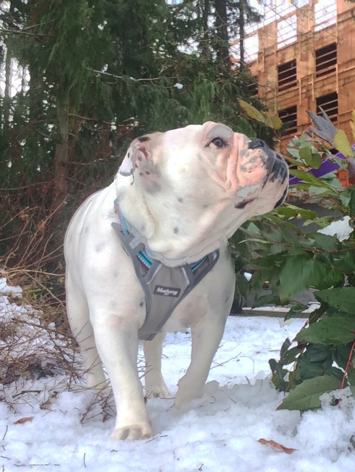 Bulldog walking in the snow