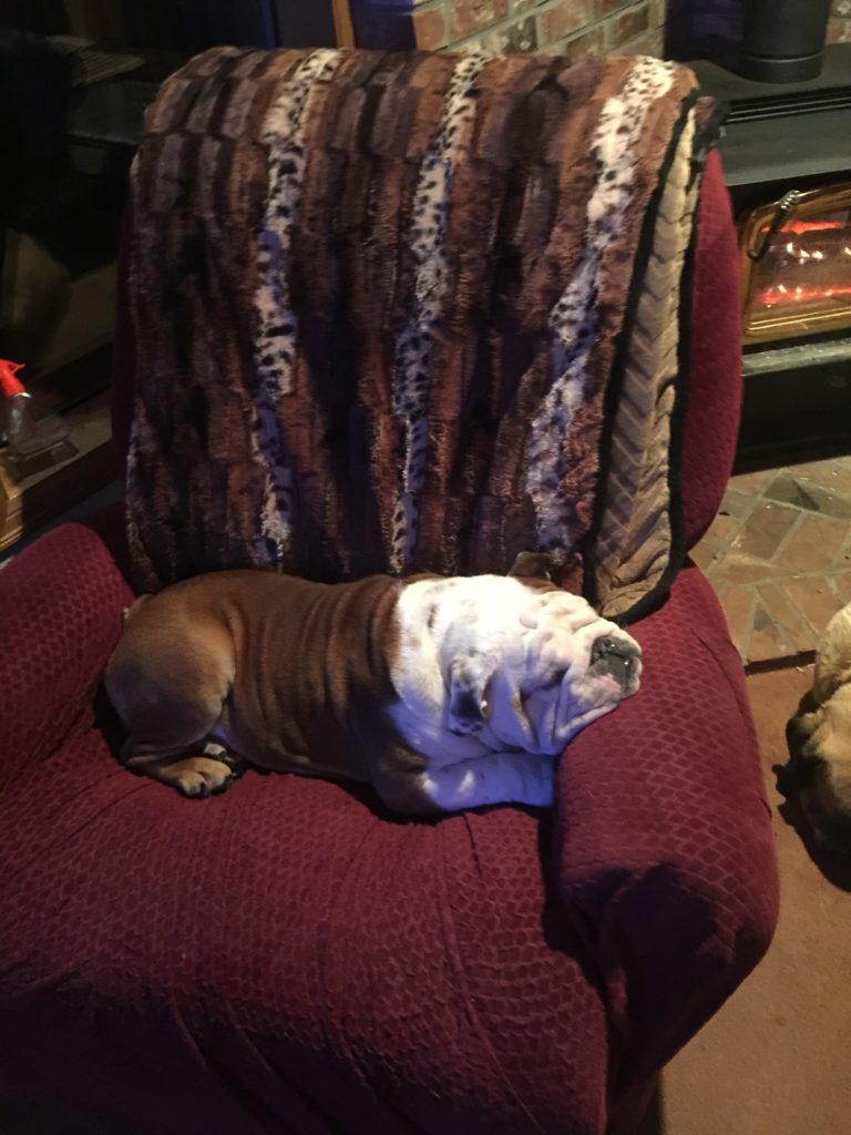 Seamus the Bulldog sleeping on a chair