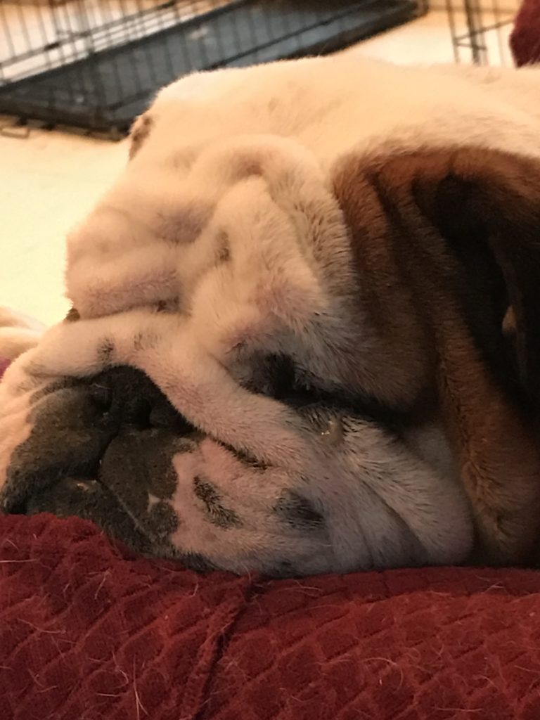 Close up photo of a bulldog sleeping