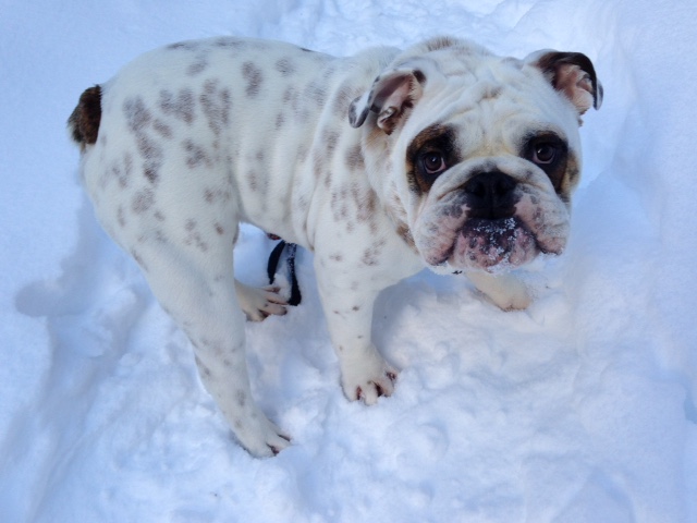 Rory the Bulldog playing in the Snow