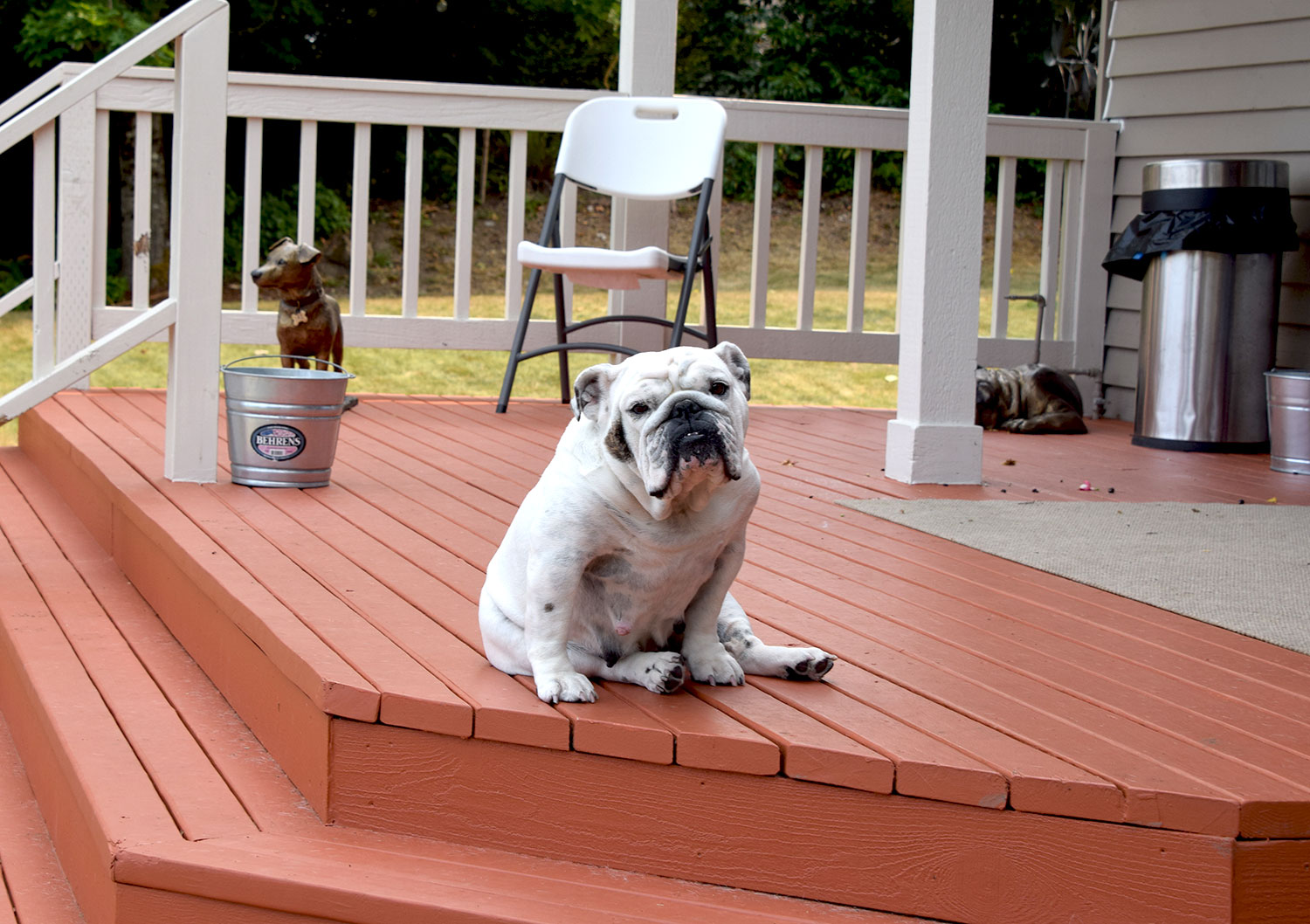 Bulldog sitting on steps of house