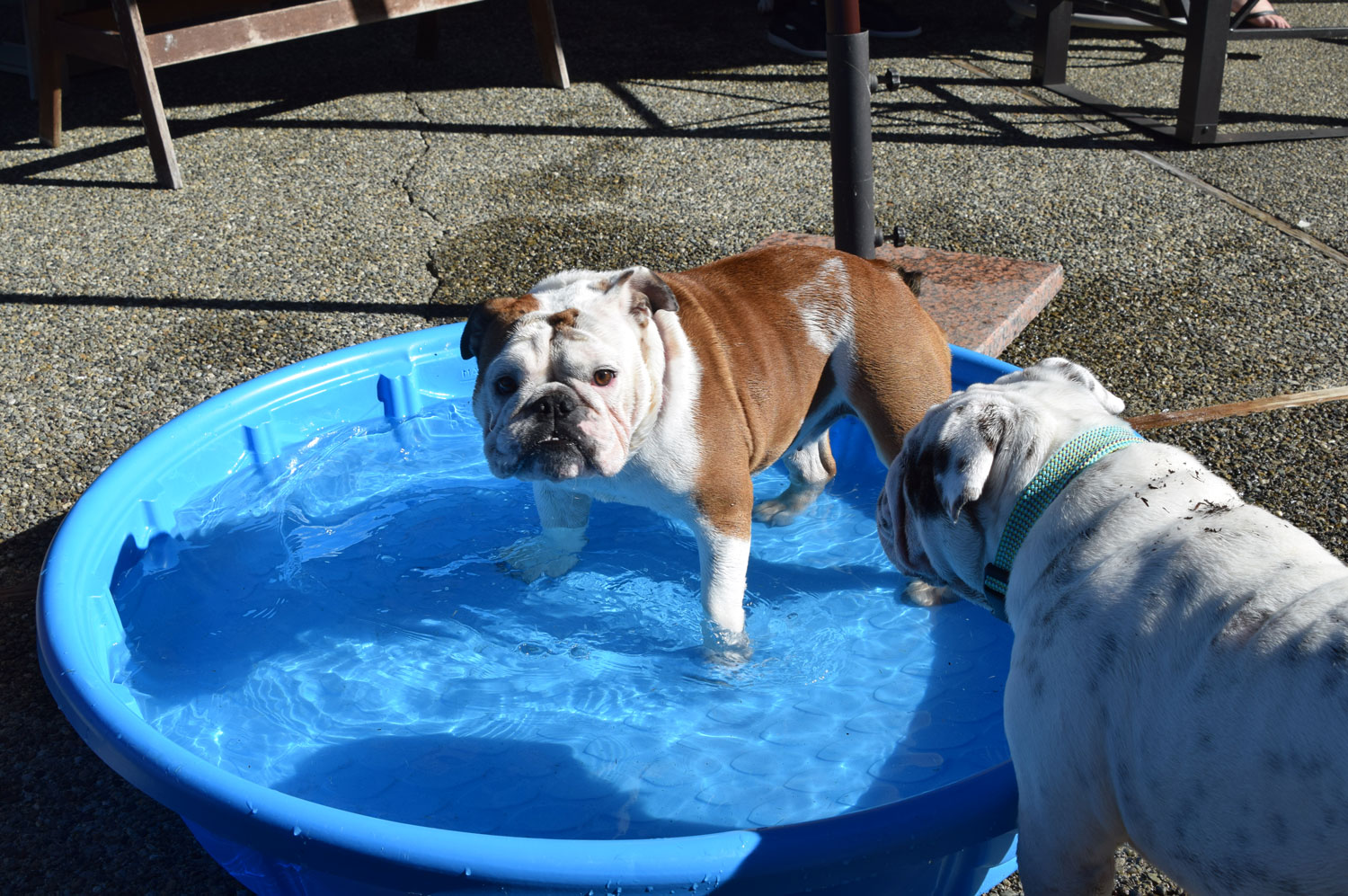 bulldog puppy standing in kiddie pool