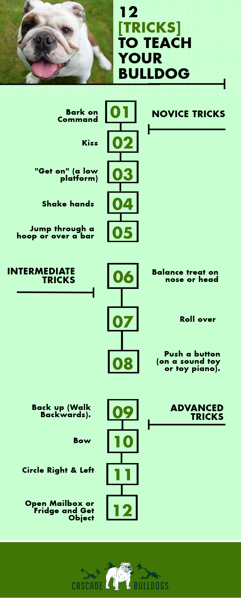 12 tricks to teach your bulldog infographic