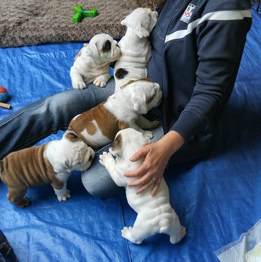 you can never have too many bulldogs