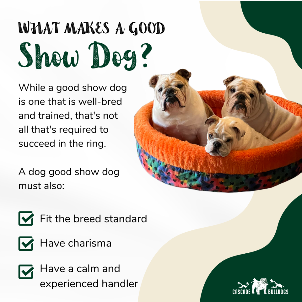 what makes a good show dog infographic