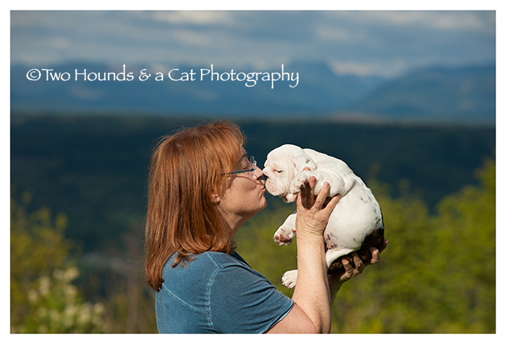 Gail and white bulldog puppy