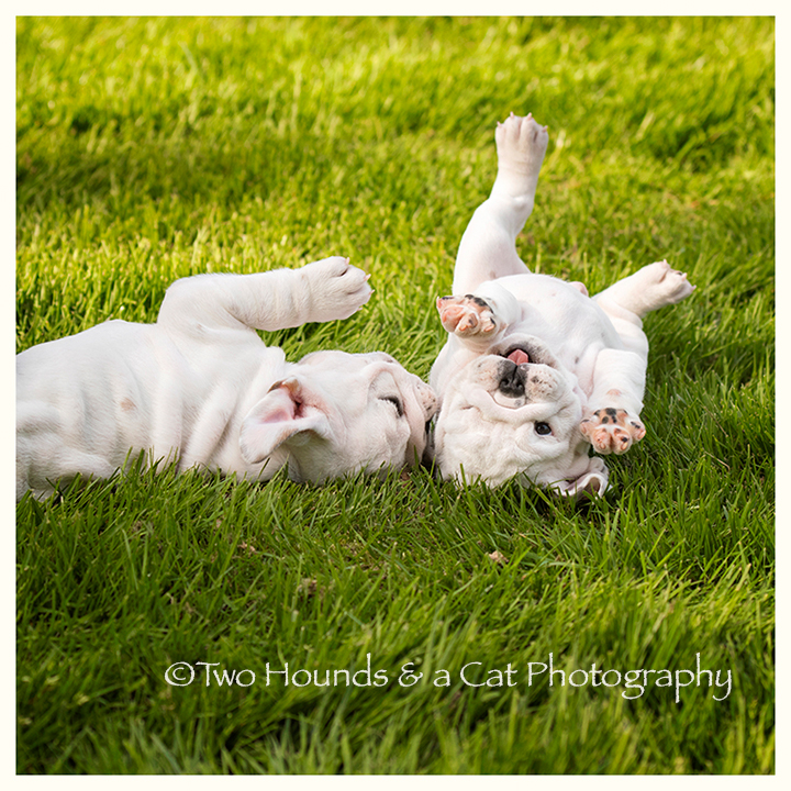Bulldog playing on grass