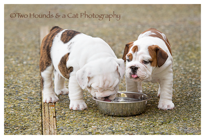 Bulldog puppies drinking water