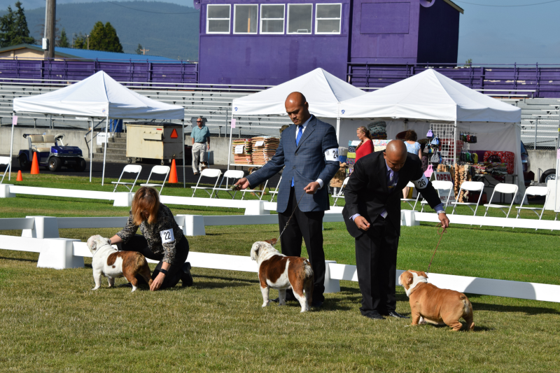 Bulldogs standing in the ring at the dog show