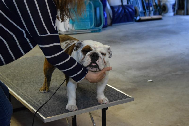 It's important Wildflower the bulldog keep her head straight when standing in a dog show