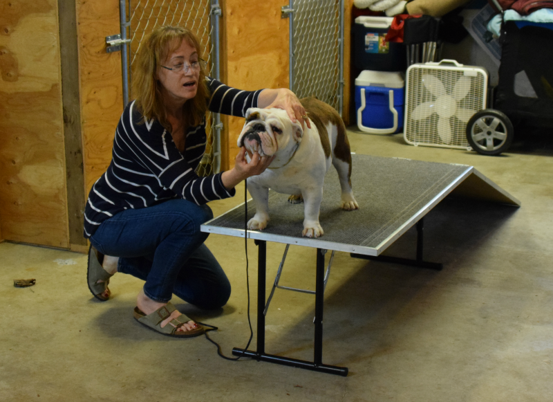 Bulldogs must keep their mouths closed when presenting for a dog show