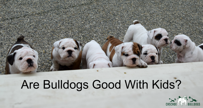 Are bulldogs good with kids? 