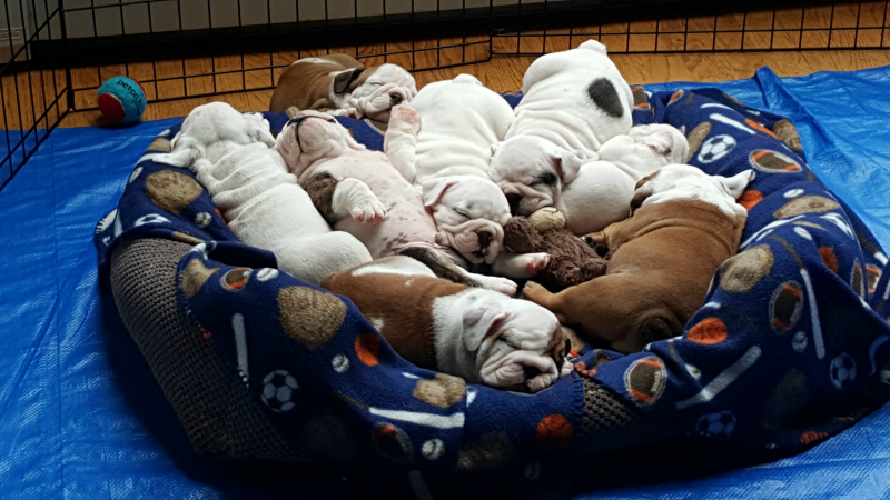 Bulldogs love sleeping