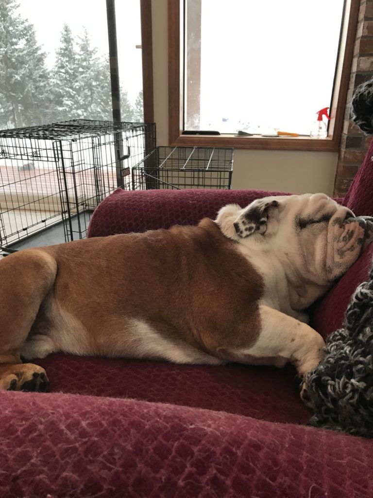 Seamus the bulldog puppy sleeping at home in Seattle