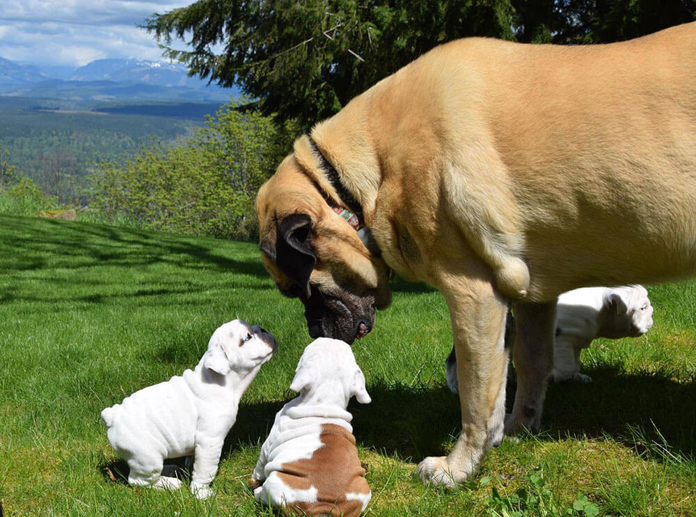 bulldog puppy training