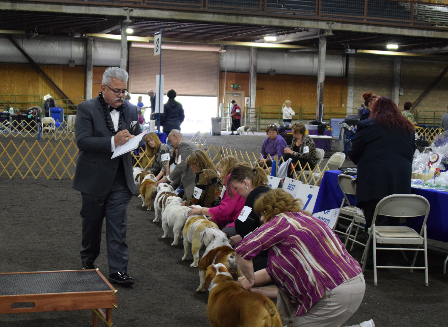 bulldogs and a judge at a dog show in Seattle