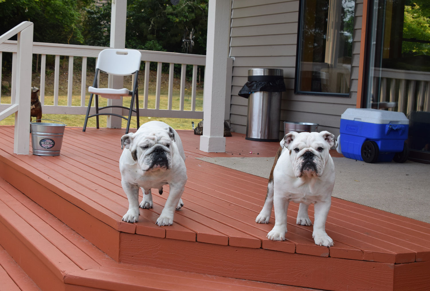 bulldogs standing on a patio