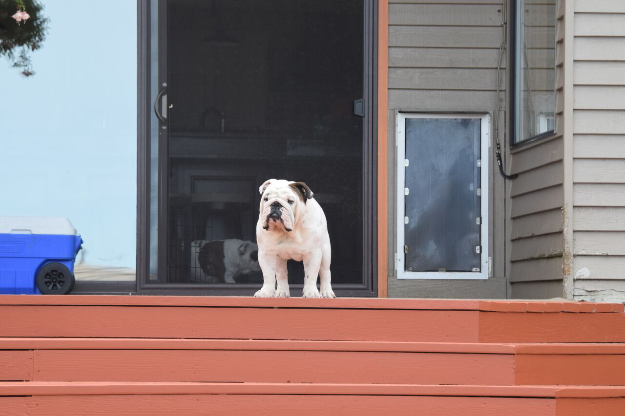 Bulldog looking out from patio