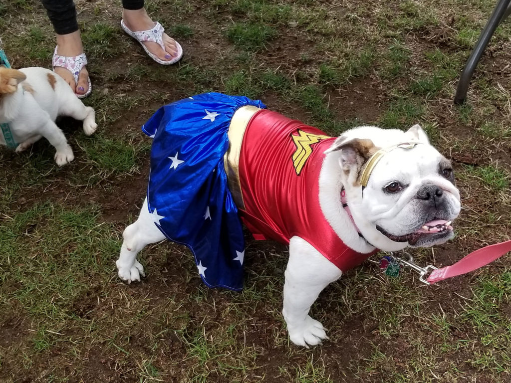 bulldog dressed as wonder woman