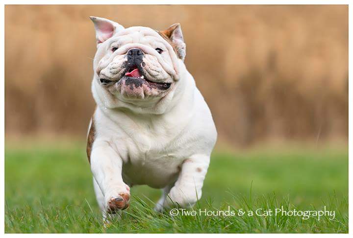 White bulldog running on the grass