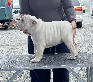 Betty White, all-white bulldog puppy