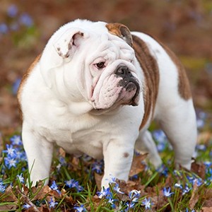 roxanne-the-bulldog