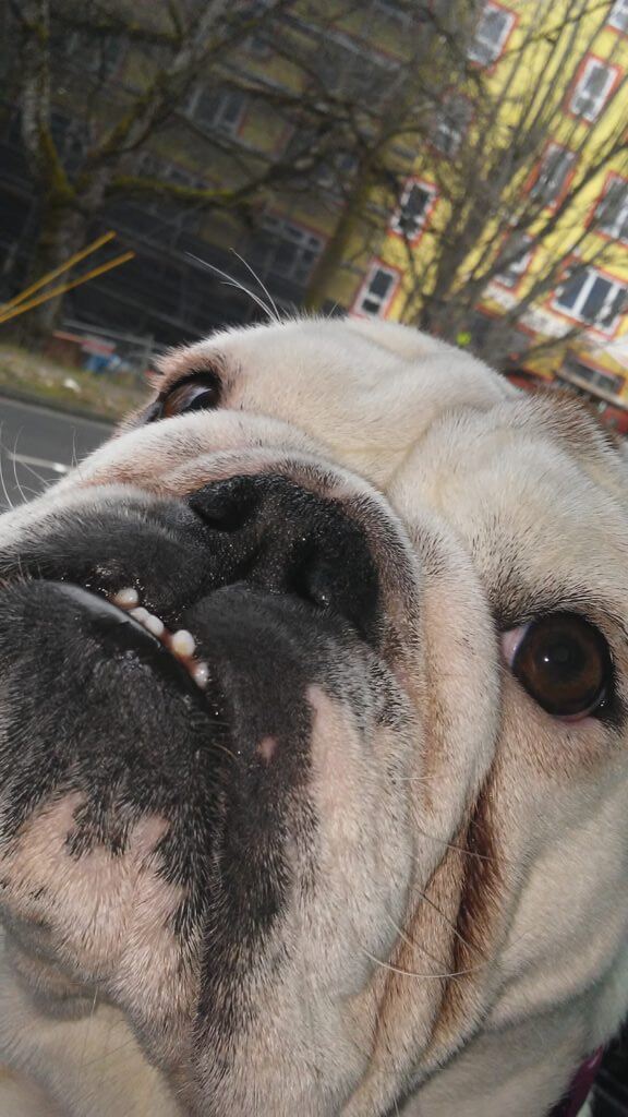 Bernice the bulldog funny face