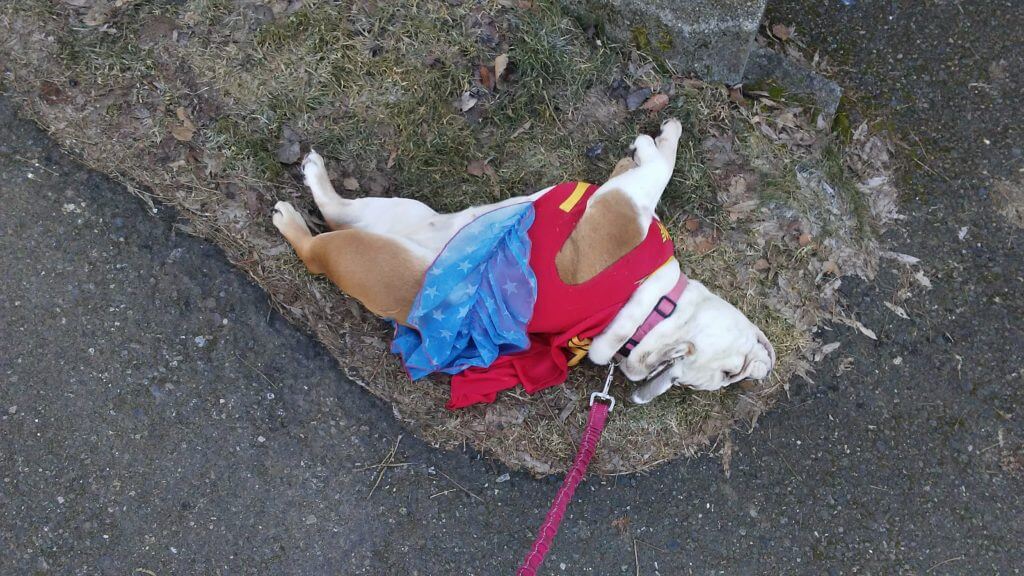 Bernice the bulldog superhero costume