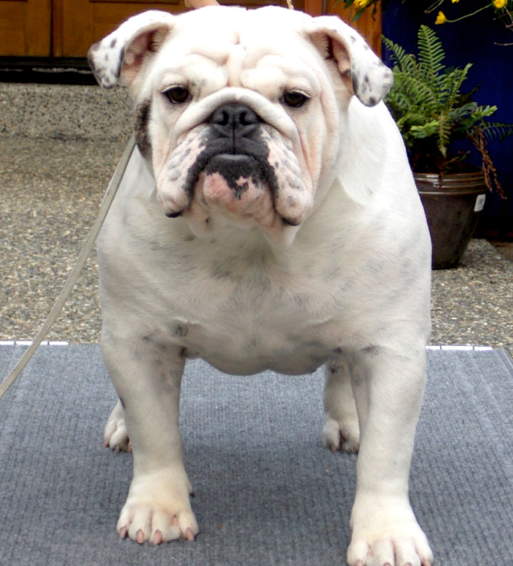 Snow White Show Dog preparing for show