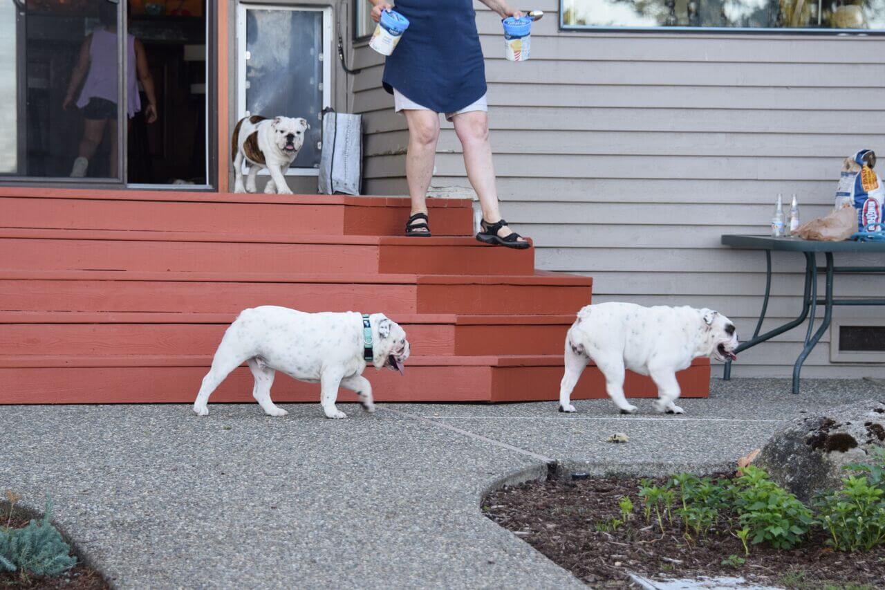 Bulldog puppies walking together