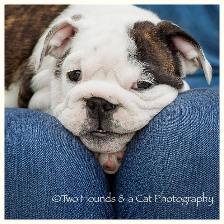 cute bulldog puppy