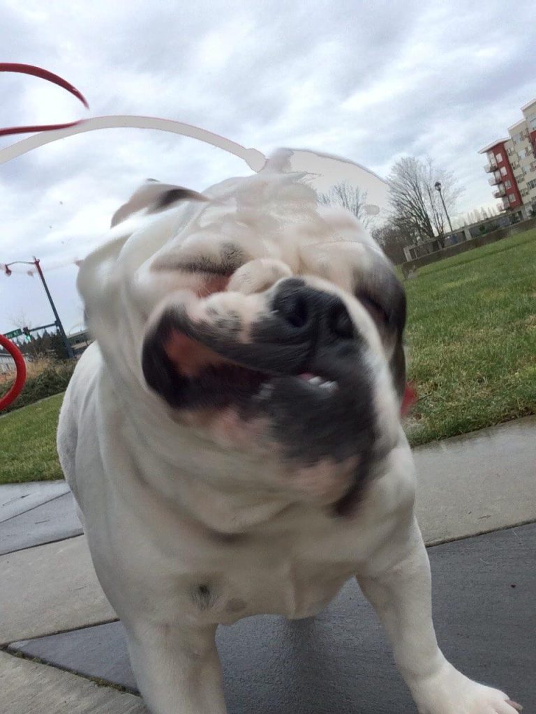 Emma the bulldog sneezing