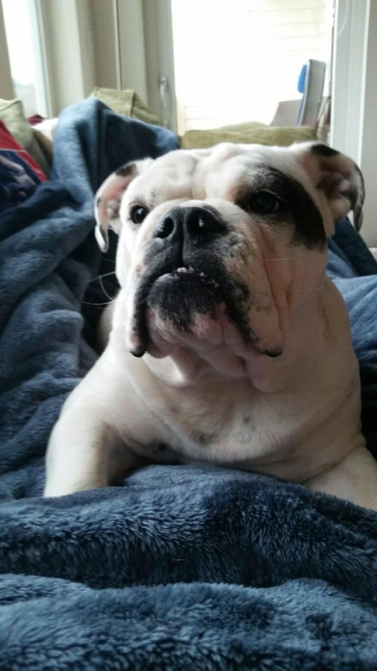 Emma the bulldog