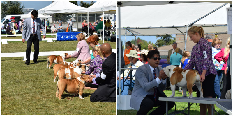 Bulldogs being judged at the Hurricane Ridge Kennel Club Dog Show