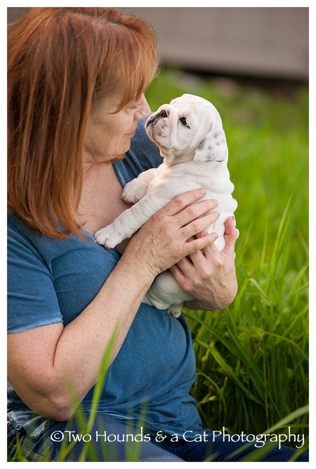 Bulldog puppy looking up at Gail