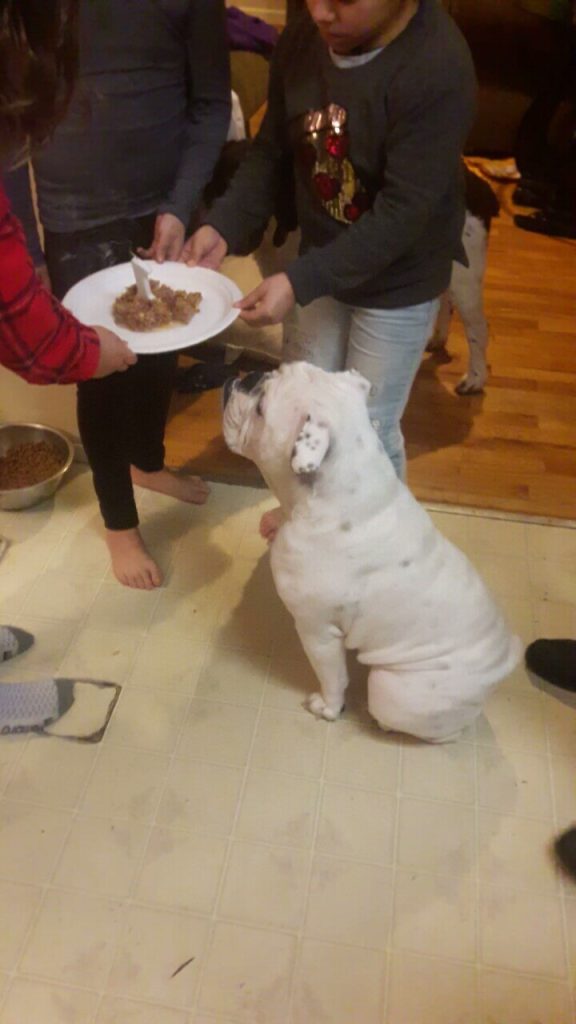 Rubble the bulldog birthday