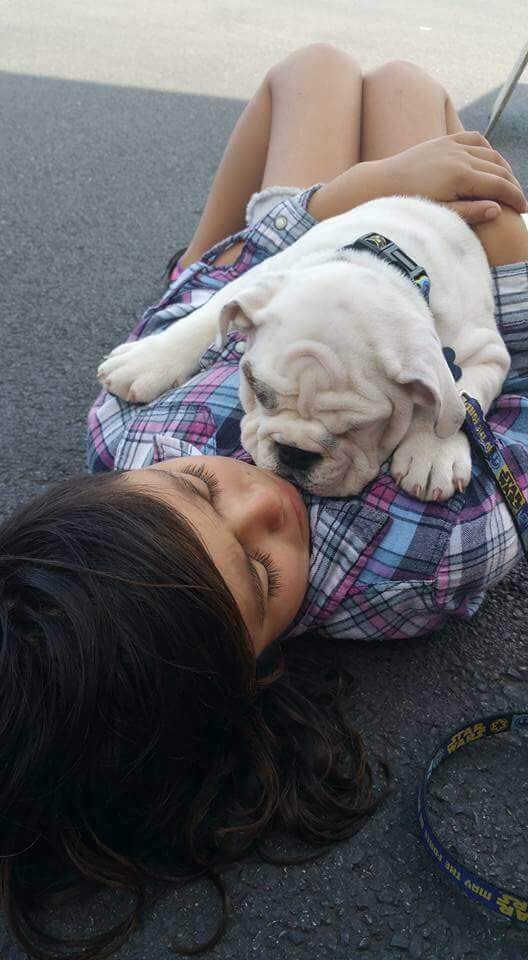 Rubble the bulldog puppy hugging