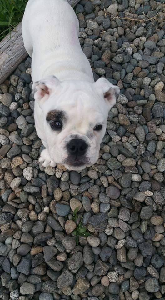 Rubble the bulldog puppy