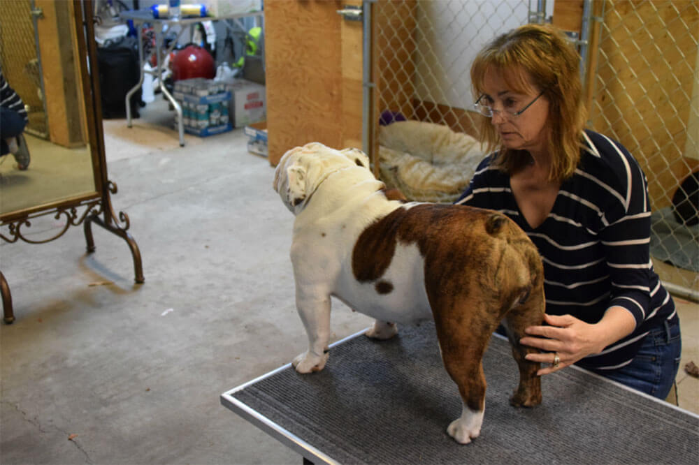 Teaching Wildflower the Bulldog how to stand for a dog show