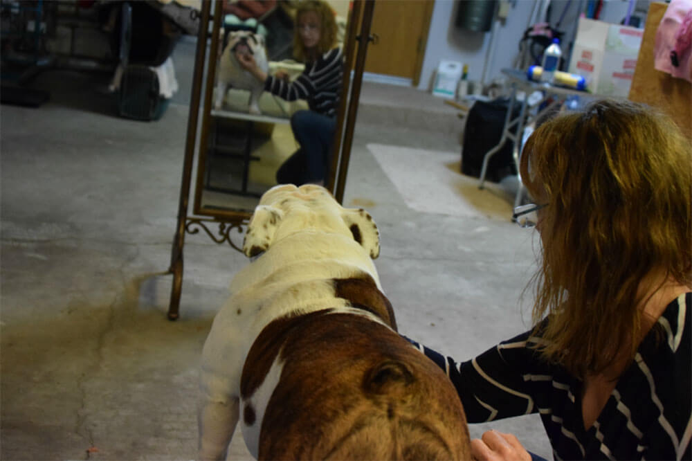 Helping Wildflower learn "stacking" in preparation for her dog show